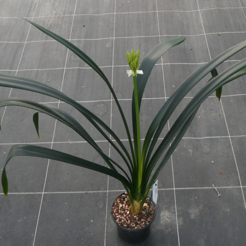 Clivia -interspecifieke kruising 10009-02-