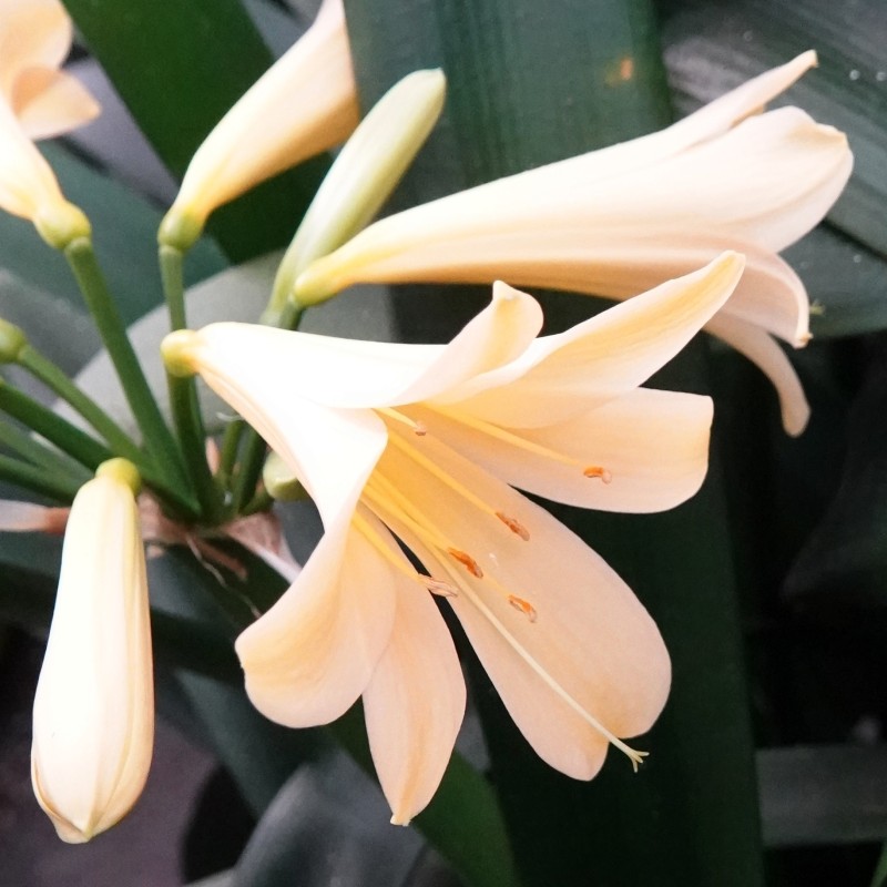 Clivia -interspecifieke kruising 10009-63-