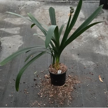 Clivia -interspecifieke kruising 10009-63-