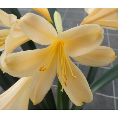 Clivia -interspecifieke kruising 10009-63-