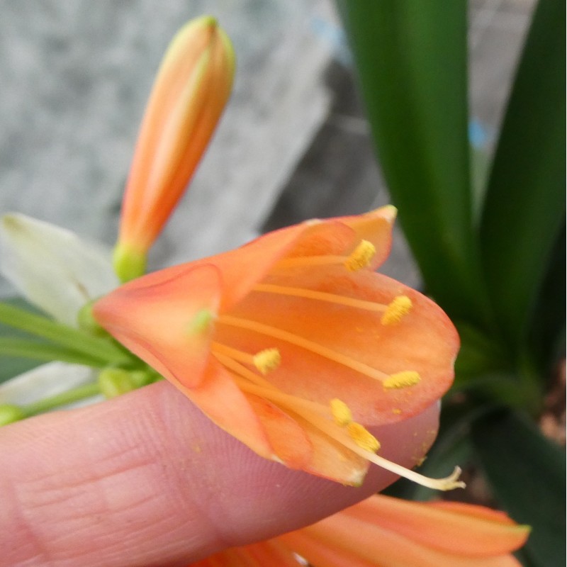 Clivia -interspecifieke kruising 12027-01-