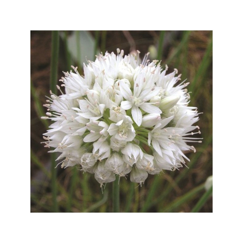 Allium amplectens 'Graceful Beauty'