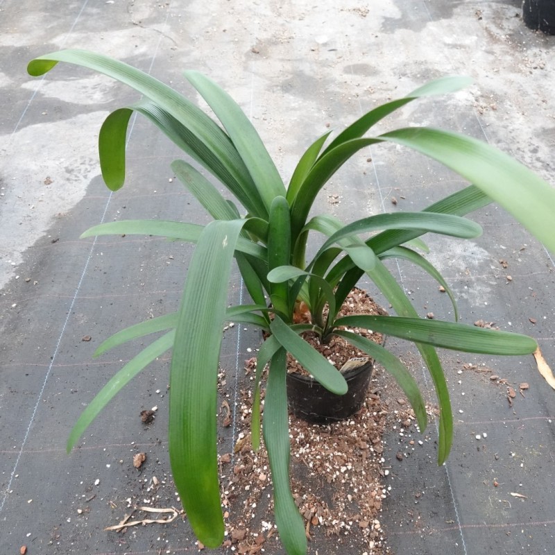 Clivia -interspecifieke kruising 12027-01-