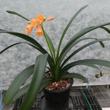 Clivia -interspecifieke kruising 12027-01-