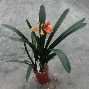 Clivia -interspecifieke kruising 13443-05-
