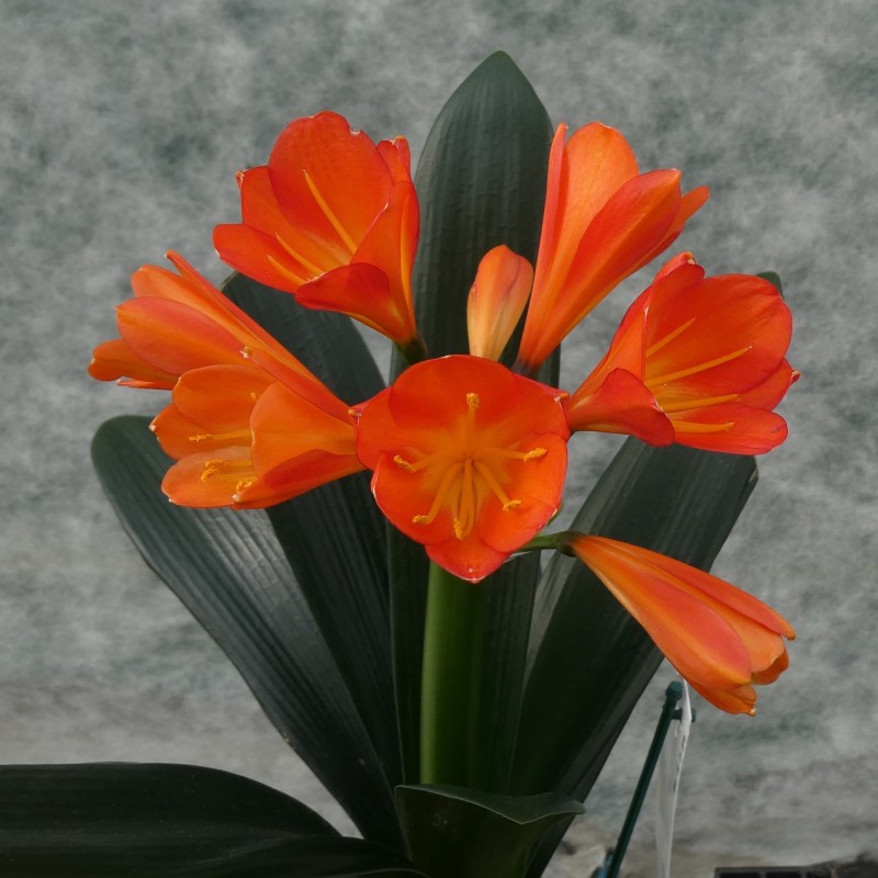 Clivia -interspecifieke kruising 13455-01-