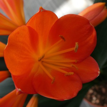 Clivia -interspecifieke kruising 13455-01-