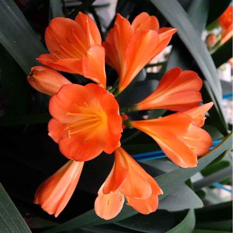 Clivia -interspecifieke kruising 13455-01-