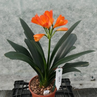 Clivia -interspecifieke kruising 13455-01-