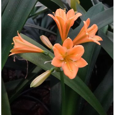 Clivia -interspecifieke kruising 14535-03-