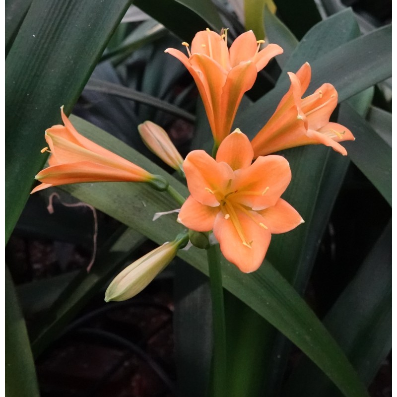 Clivia -interspecifieke kruising 14535-03-