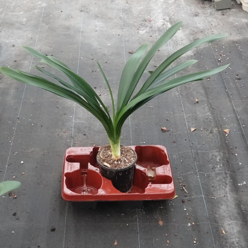 Clivia -interspecifieke kruising 14535-03-