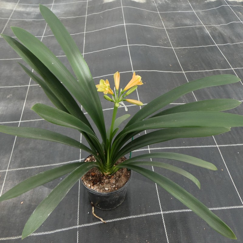 Clivia -interspecifieke kruising 14535-03-