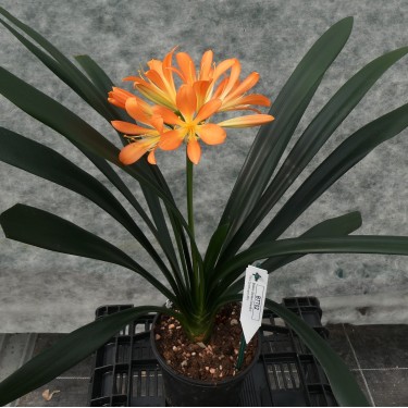 Clivia miniata -BTT02-