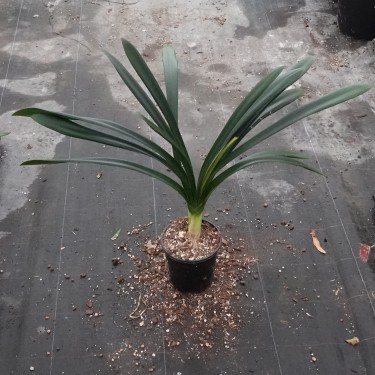 Clivia miniata -BTT02-