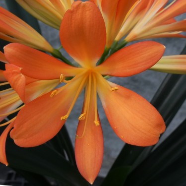 Clivia miniata -BTT02-