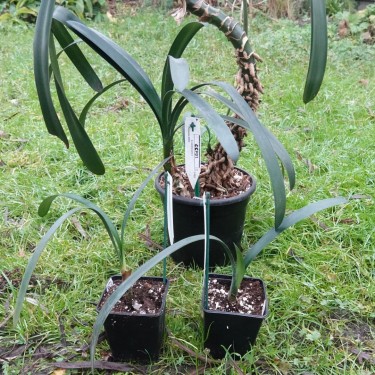 Clivia caulescens -CCP01-