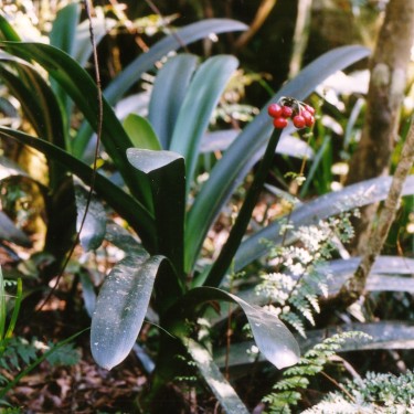 Clivia caulescens -CCP01-