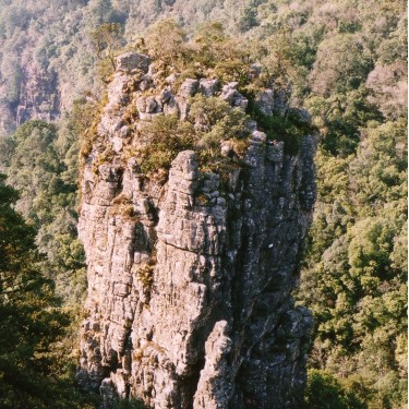 Clivia caulescens -CCP01-