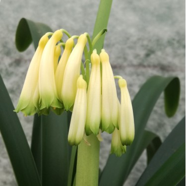 Clivia robusta -SCU01- 9 cm pot