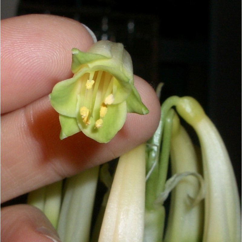 Clivia robusta -SCU01- 9 cm pot