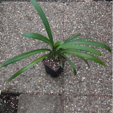 Clivia robusta -SCU01- 9 cm pot