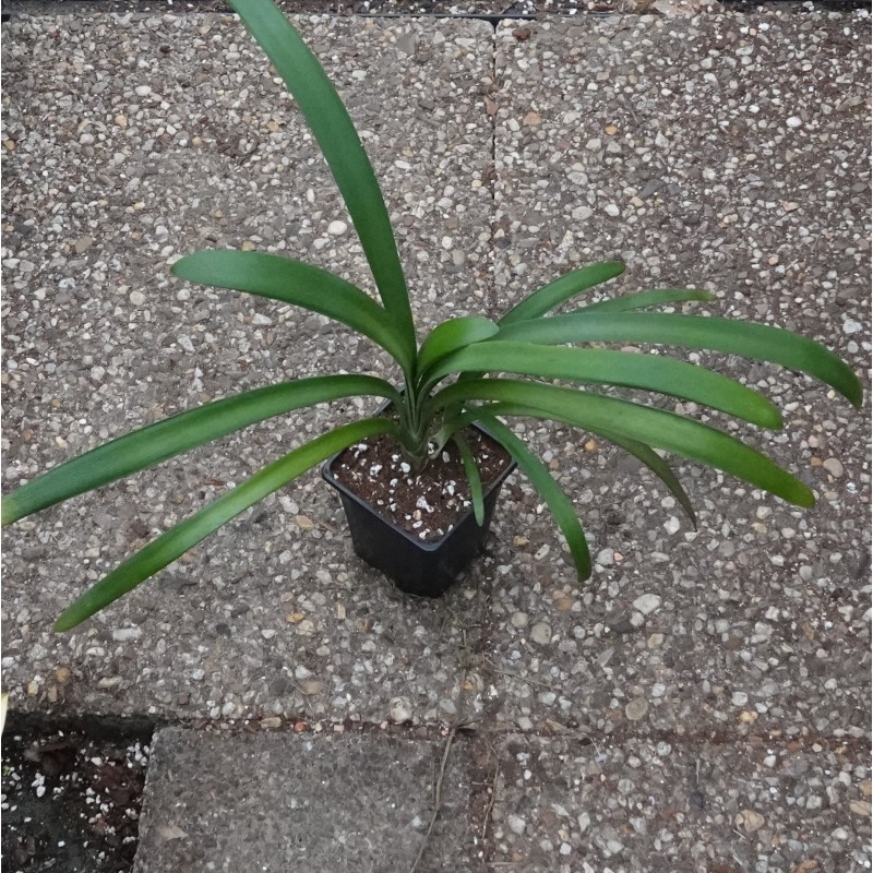 Clivia robusta -SCU01- 9 cm pot