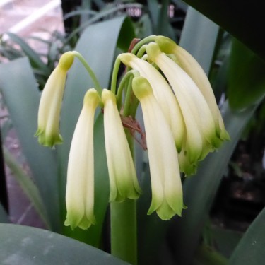 Clivia robusta -SCU01- 17 cm pot