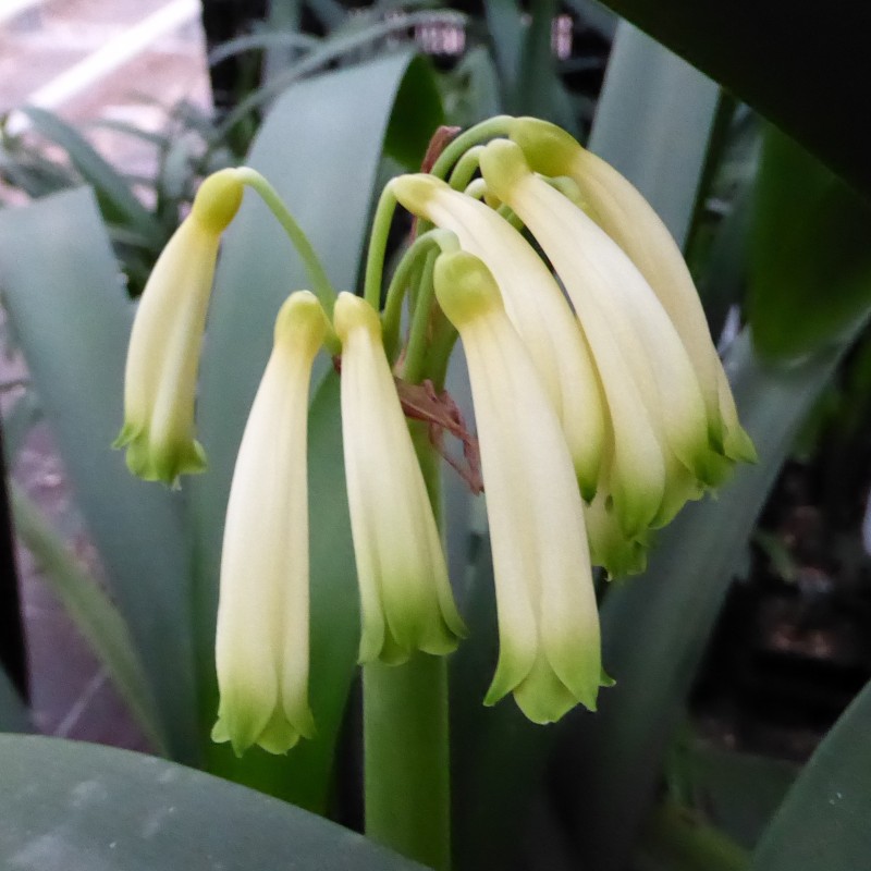 Clivia robusta -SCU01- 17 cm pot