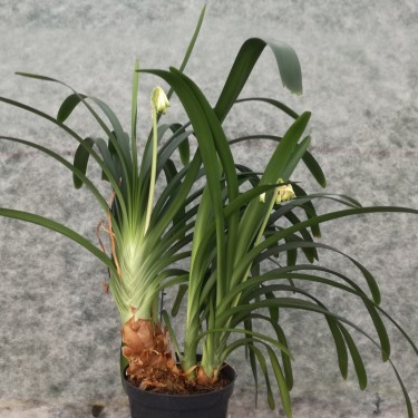 Clivia robusta -SCU01- 17 cm pot