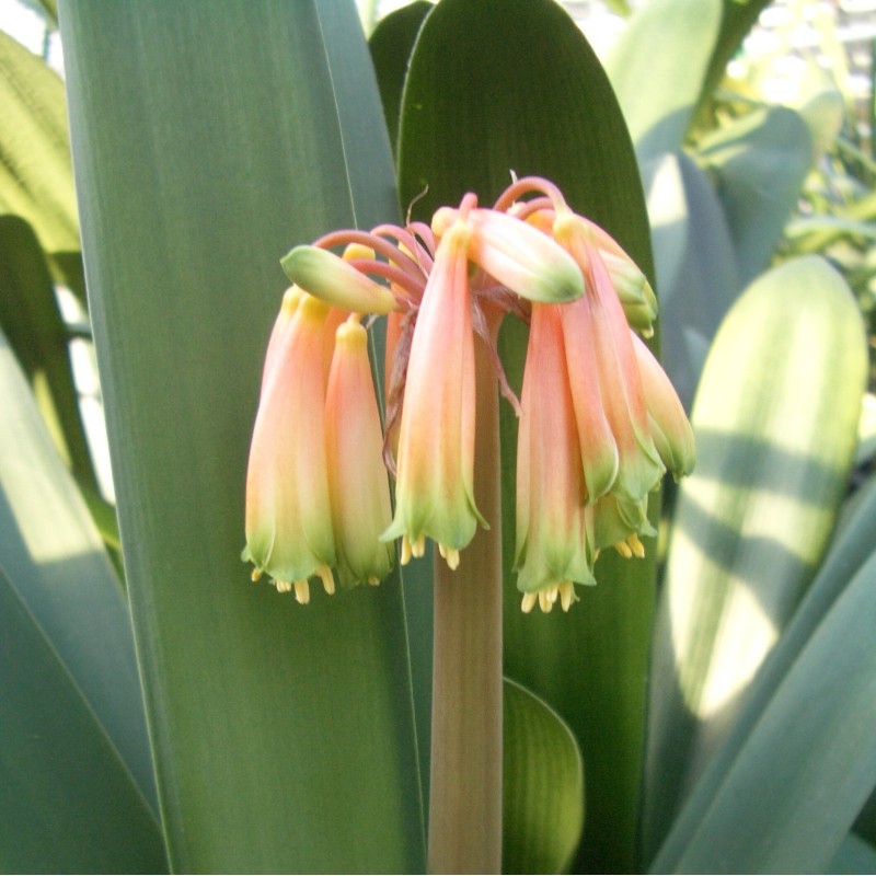 Clivia robusta -SCU11-