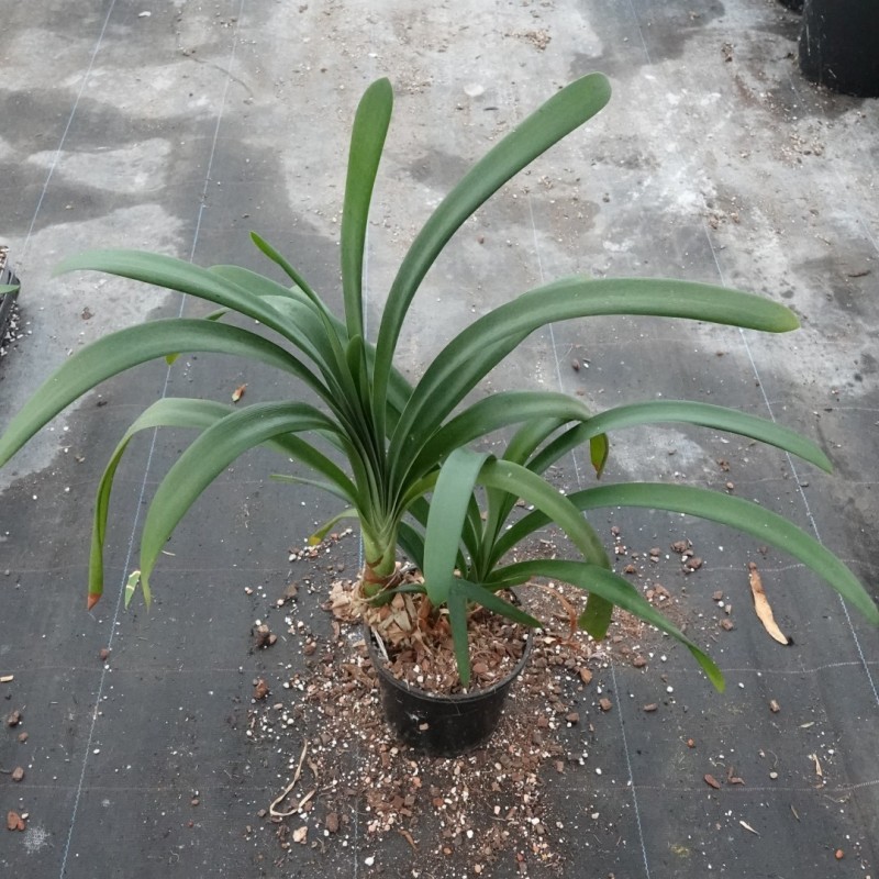 Clivia robusta -SCU11-