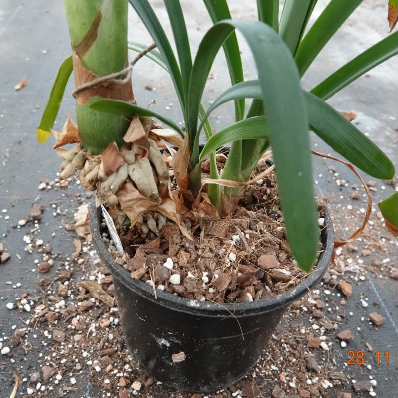 Clivia robusta -SCU11-