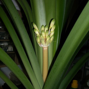 Clivia robusta -SCU11-