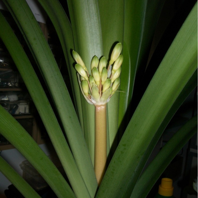 Clivia robusta -SCU11-