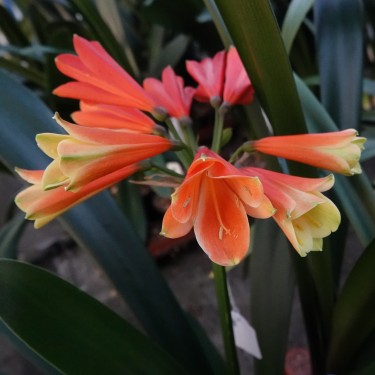 Clivia -interspecifieke kruising 13443-05-
