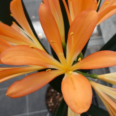 Clivia miniata -BTT02-