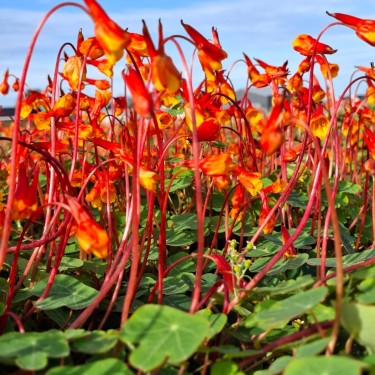 Tropaeolum tuberosum