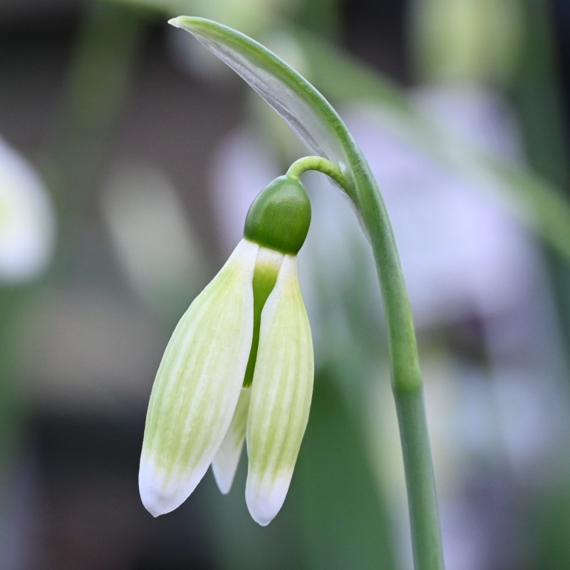 Galanthus 'Margaret Biddulph'