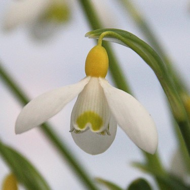 Galanthus 'Primrose Warburg'