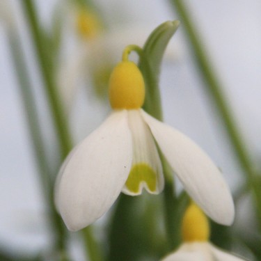 Galanthus 'Primrose Warburg' 