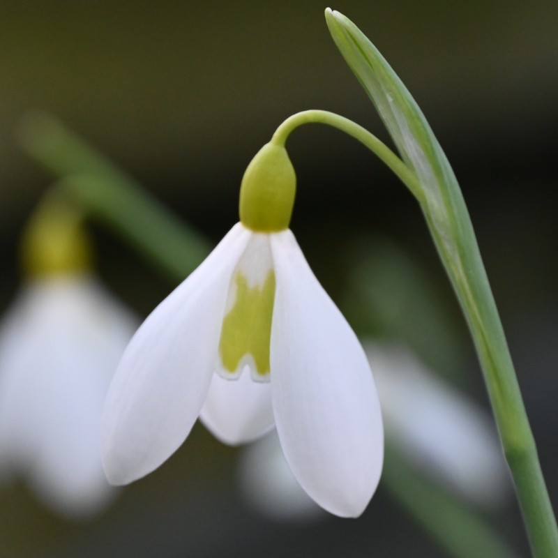 Galanthus 'Wendy's Gold' Galanthus 'Wendy's Gold'