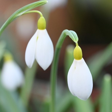 Galanthus 'Wendy's Gold' Galanthus 'Wendy's Gold'