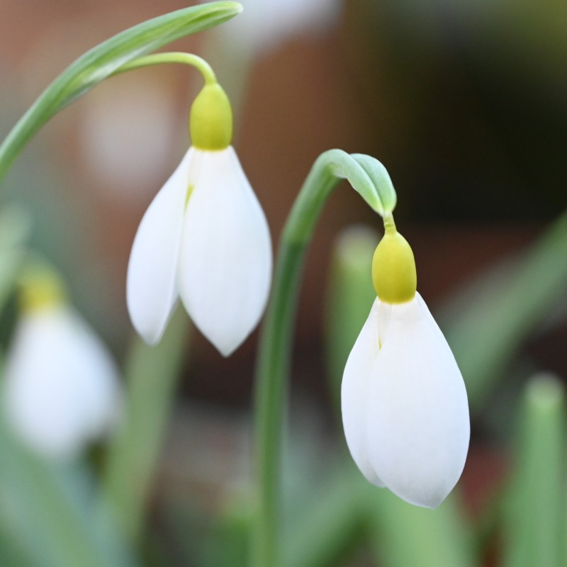 Galanthus 'Wendy's Gold' Galanthus 'Wendy's Gold'