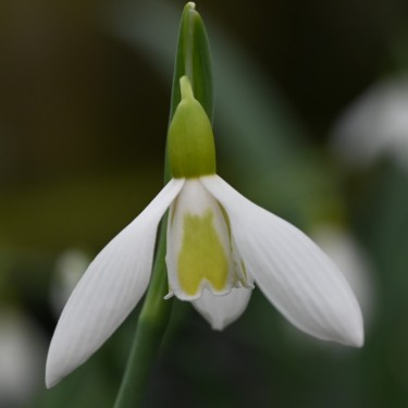 Galanthus 'Wendy's Gold' Galanthus 'Wendy's Gold'