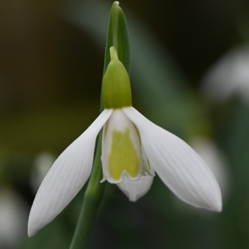 Galanthus 'Wendy's Gold' Galanthus 'Wendy's Gold'