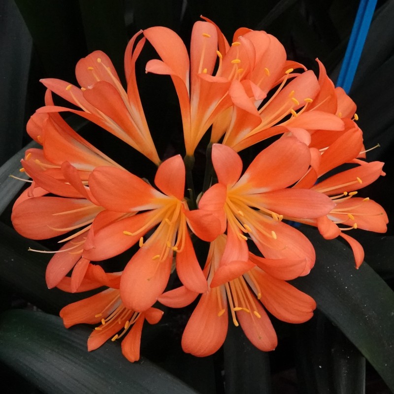 Clivia miniata -BTT02-