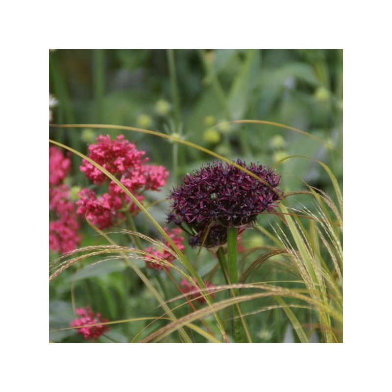 Allium atropurpureum