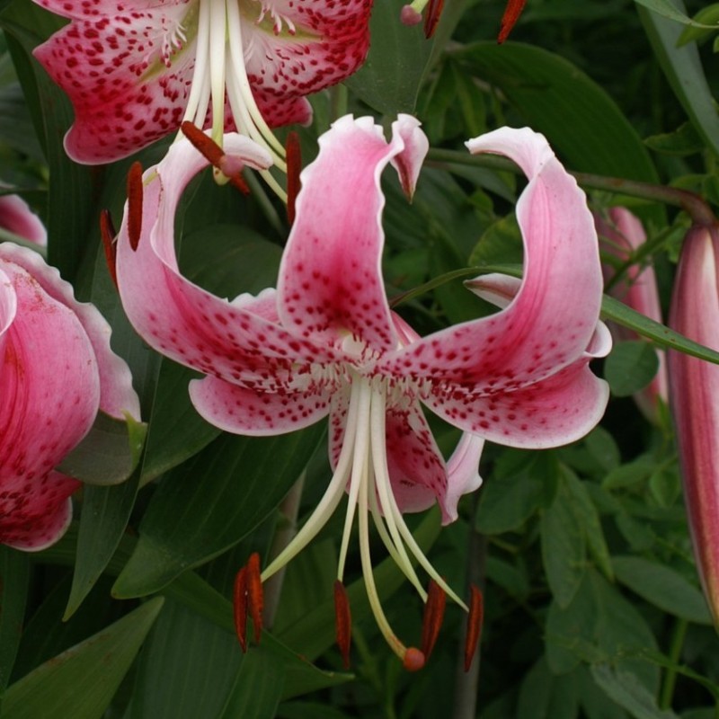 Lilium speciosum var. rubrum 'Uchida' Lilium speciosum var. rubrum 'Uchida'