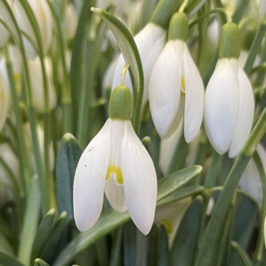 Galanthus 'Blonde Inge'